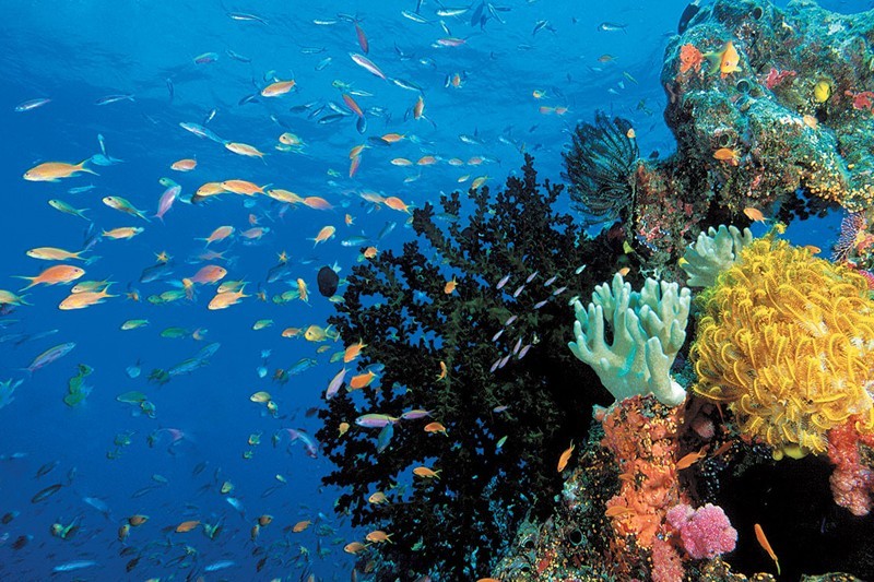 qa-with-jean-michel-cousteau
